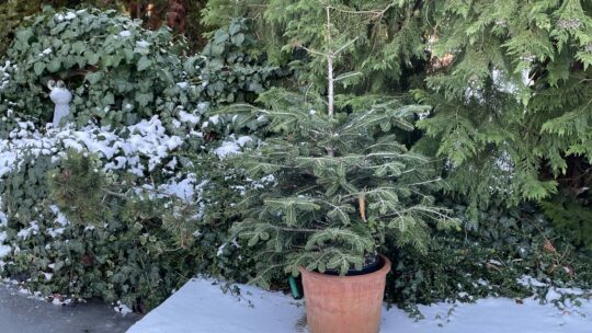 Lebender Christbaum im Topf im verschneiten Garten