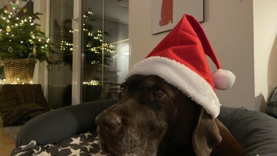 Labrador mit roter Weihnachtsmann-Mütze