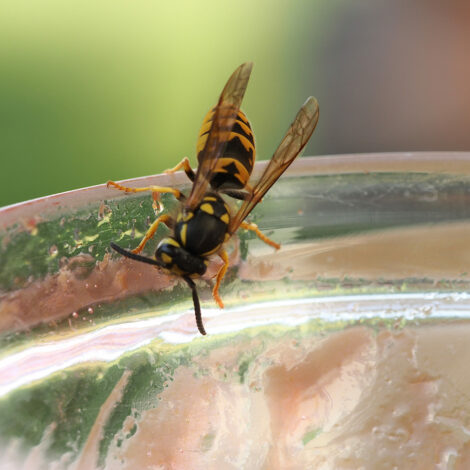 Wespe am Marmeladeglas