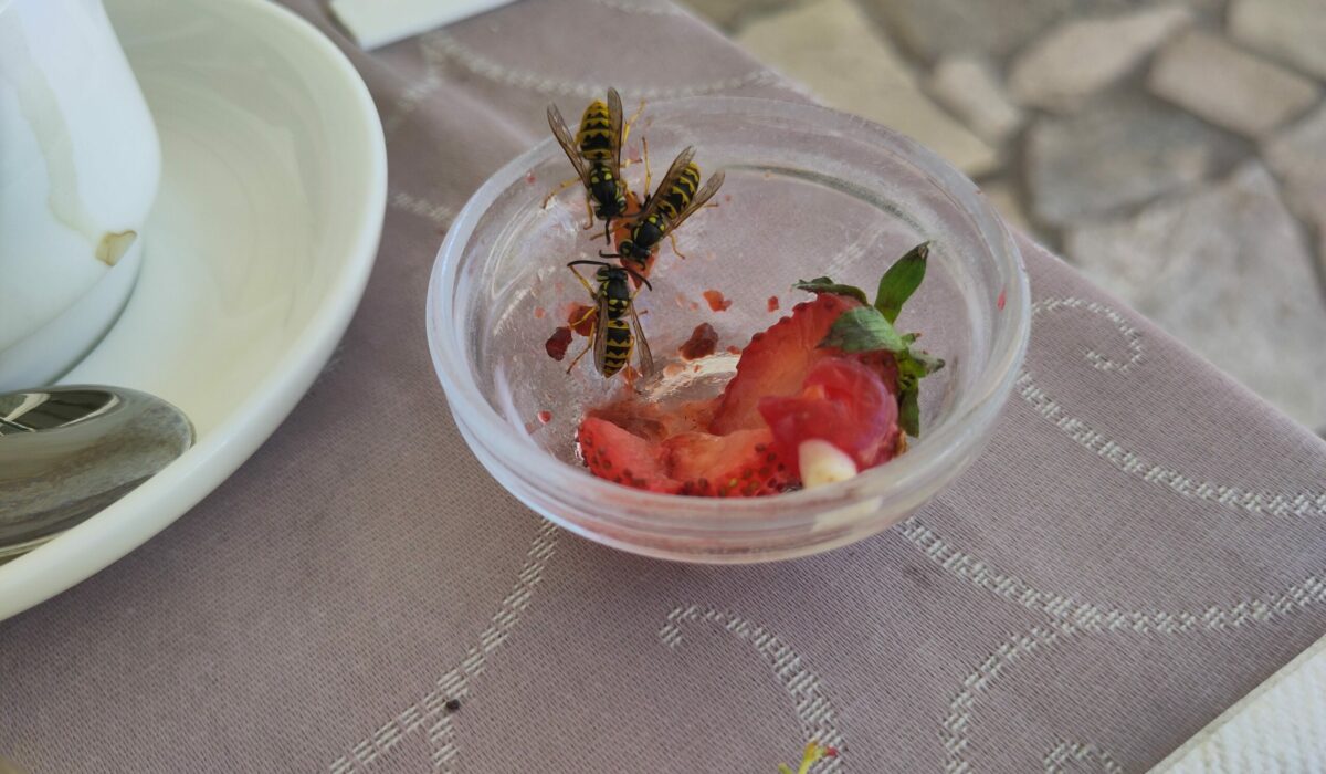 Drei Wespen naschen an Erdbeeren, die in einer Glasschüssel auf einem Tisch stehen