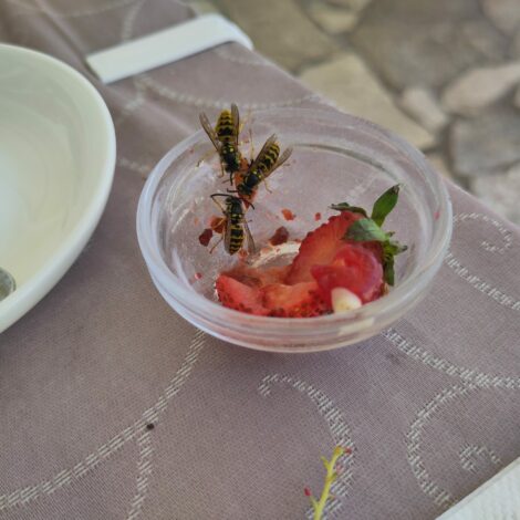 Drei Wespen naschen an Erdbeeren, die in einer Glasschüssel auf einem Tisch stehen