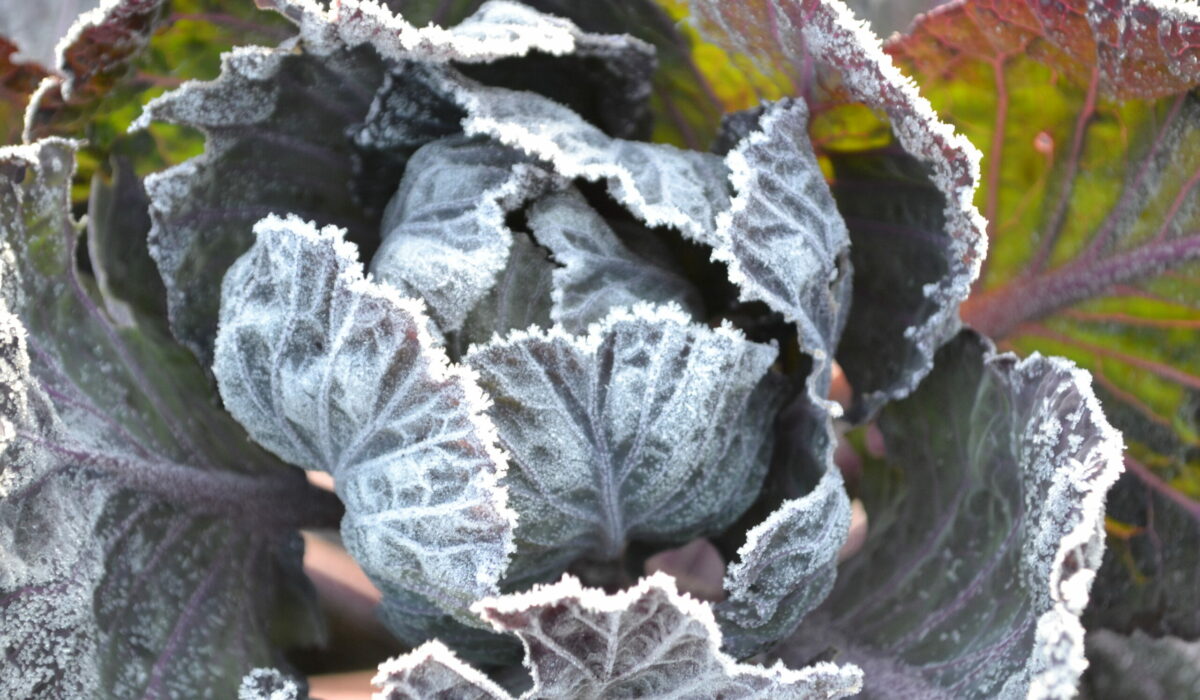 Raureif auf dem Winterkohl