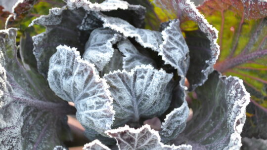 Raureif auf dem Winterkohl