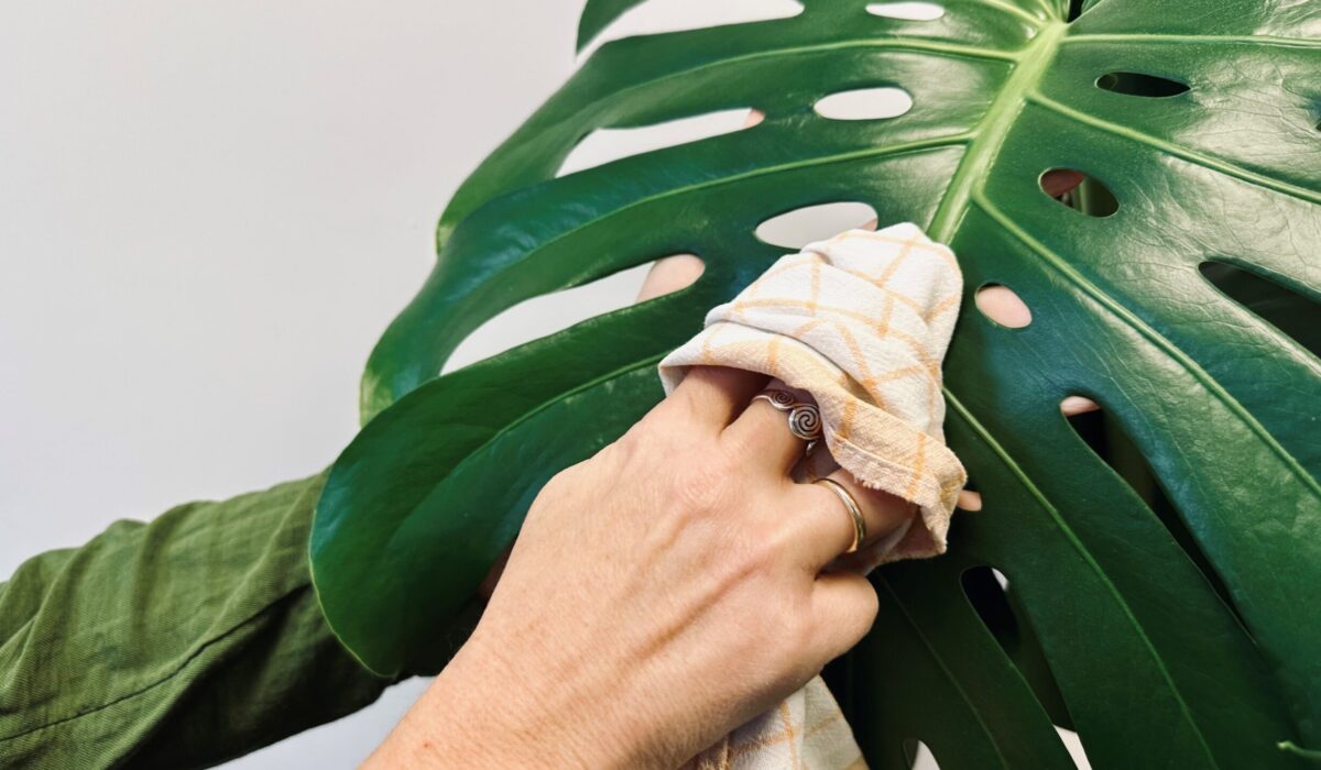 Frauenhand wischt den Staub von einem Monsterablatt