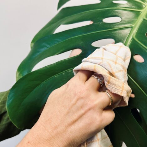 Frauenhand wischt den Staub von einem Monsterablatt