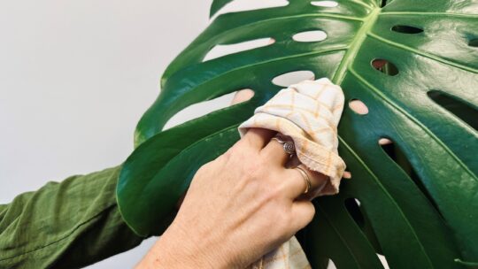 Frauenhand wischt den Staub von einem Monsterablatt