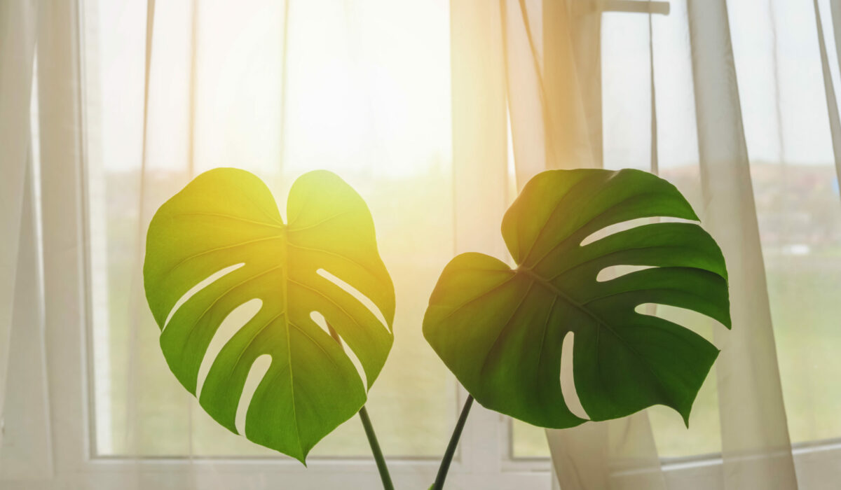 Zimmerpflanze Monstera vor offenem Fenster