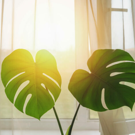 Zimmerpflanze Monstera vor offenem Fenster