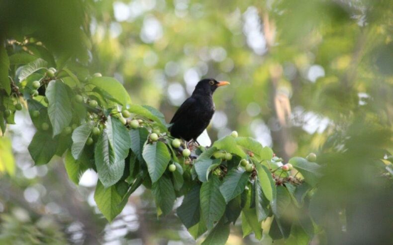 Amsel sitzt auf Kirschbaum mit unreifen Kirschen.