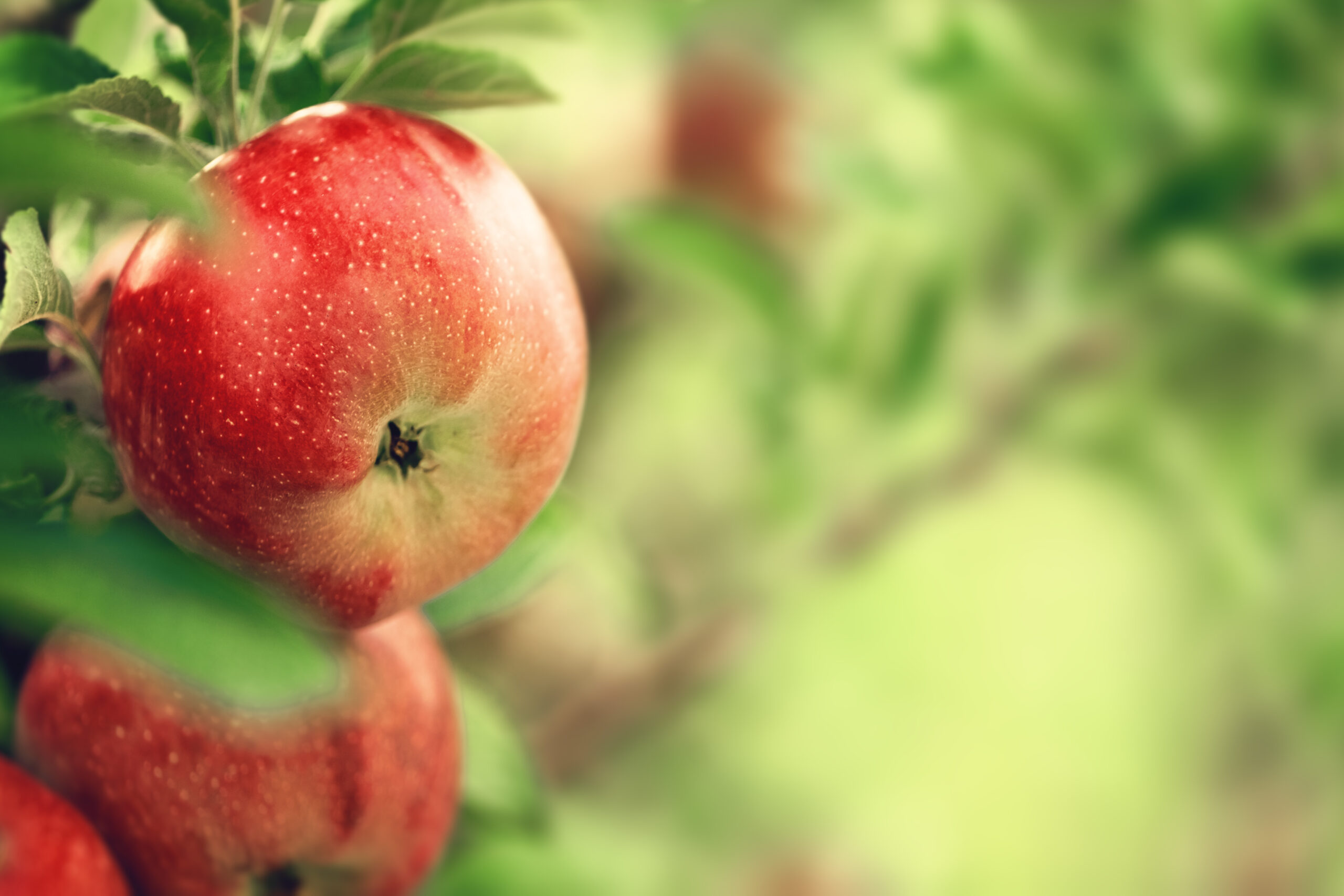 Obstbäume im Hausgarten Wir leben nachhaltig