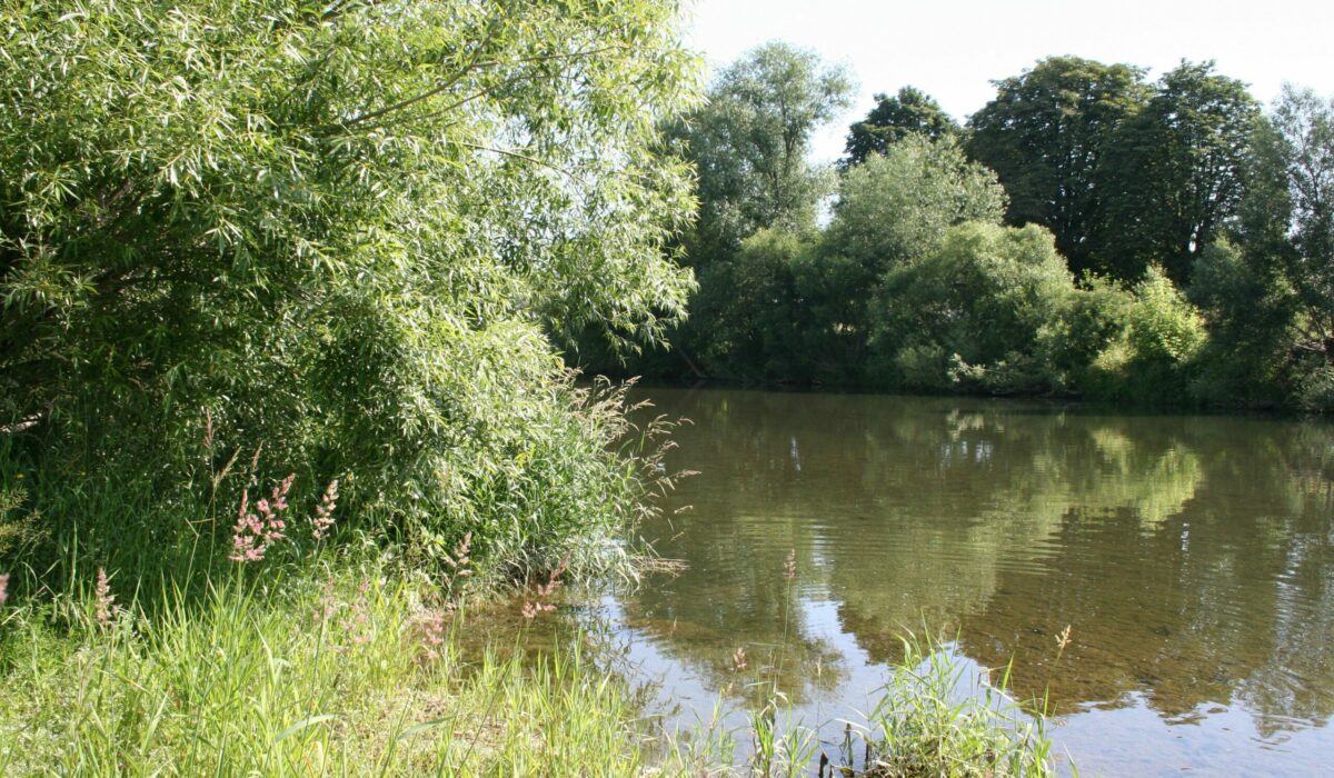 Flussarm mit Weiden und Schilf