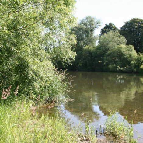 Flussarm mit Weiden und Schilf