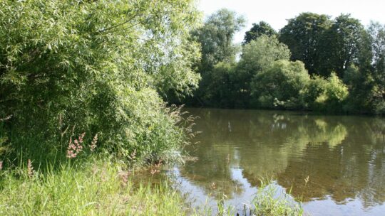 Flussarm mit Weiden und Schilf