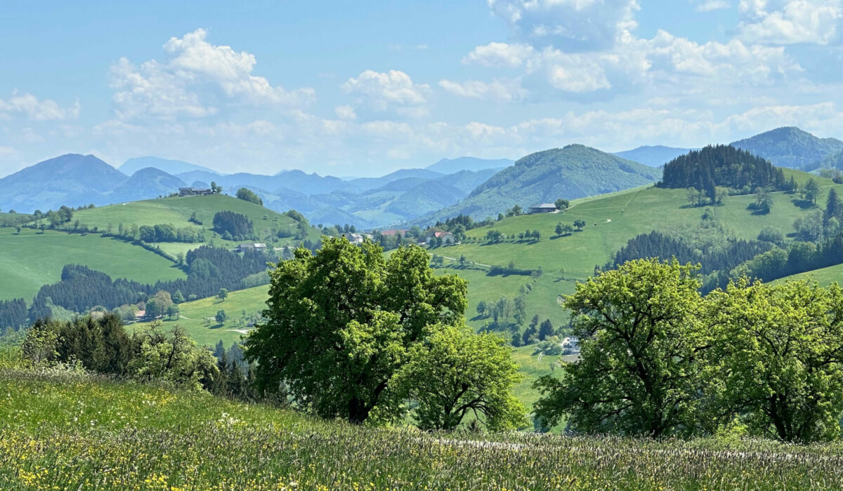 Obstbäume und Blumenwiese mit Hügeln und Berge im Hintergrund.