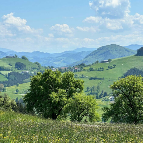Obstbäume und Blumenwiese mit Hügeln und Berge im Hintergrund.