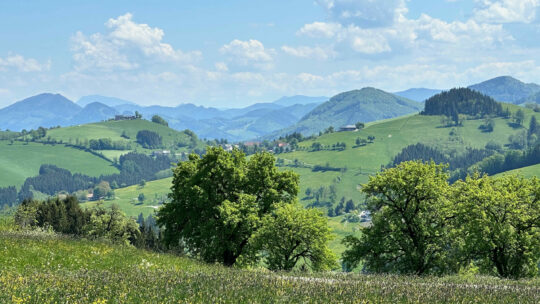 Obstbäume und Blumenwiese mit Hügeln und Berge im Hintergrund.