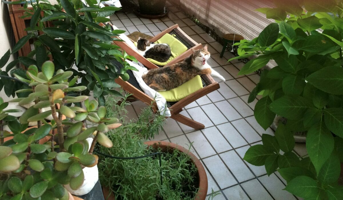 Balkon mit vielen Pflanzen und zwei Katzen, jeweils auf einem Liegestuhl schlafend