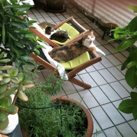 Balkon mit vielen Pflanzen und zwei Katzen, jeweils auf einem Liegestuhl schlafend