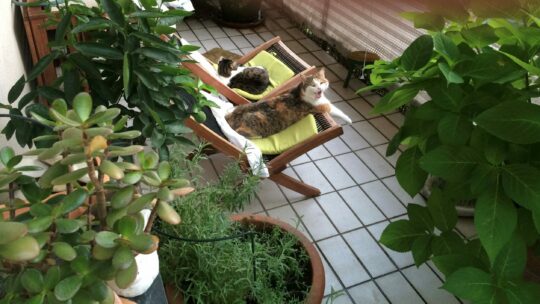 Balkon mit vielen Pflanzen und zwei Katzen, jeweils auf einem Liegestuhl schlafend