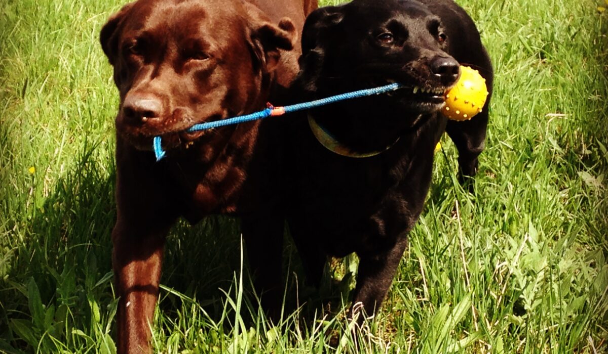 Zwei Hunde zerren an Ball