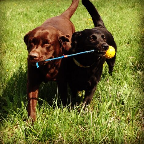 Zwei Hunde zerren an Ball