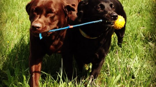 Zwei Hunde zerren an Ball