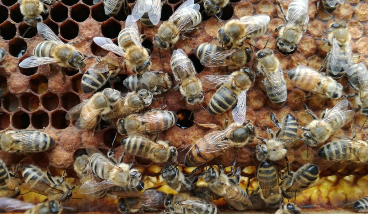 Bienen befüllen Waben