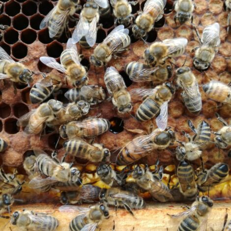 Bienen befüllen Waben