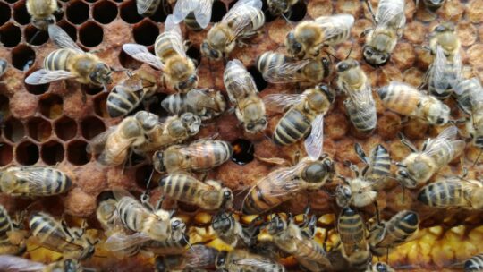 Bienen befüllen Waben