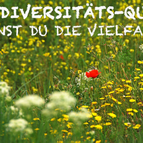 Bunte Blumenwiese