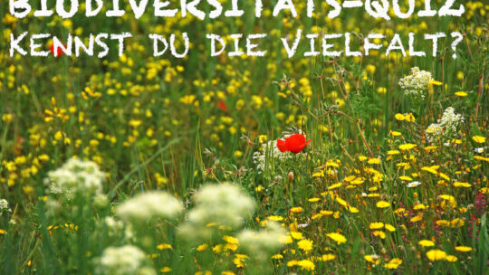 Bunte Blumenwiese