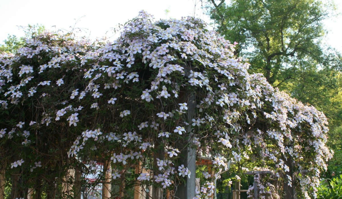 Blühende Clematis auf Pergola.