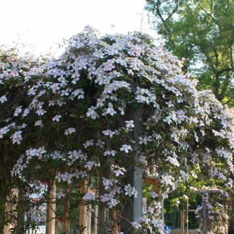 Blühende Clematis auf Pergola.