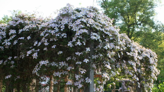 Blühende Clematis auf Pergola.