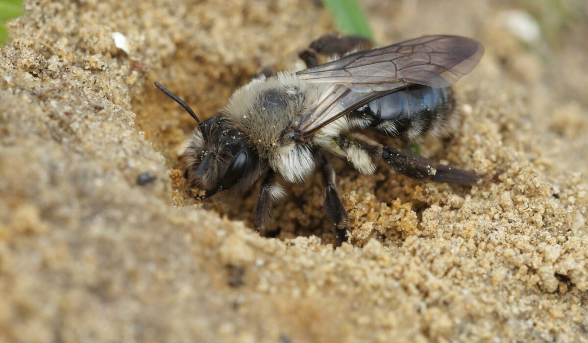 Nahaufnahme einer weiblichen Graurücken-Sandbiene (Andrena vaga) beim Graben ihres Nestes