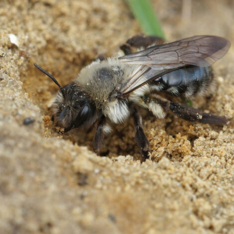 Nahaufnahme einer weiblichen Graurücken-Sandbiene (Andrena vaga) beim Graben ihres Nestes