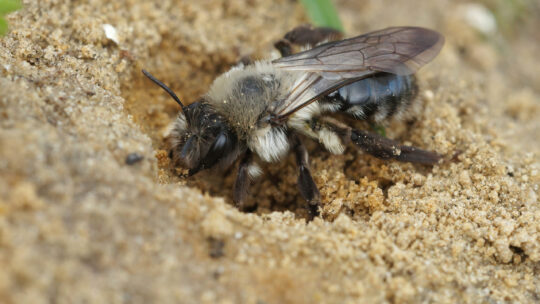 Nahaufnahme einer weiblichen Graurücken-Sandbiene (Andrena vaga) beim Graben ihres Nestes