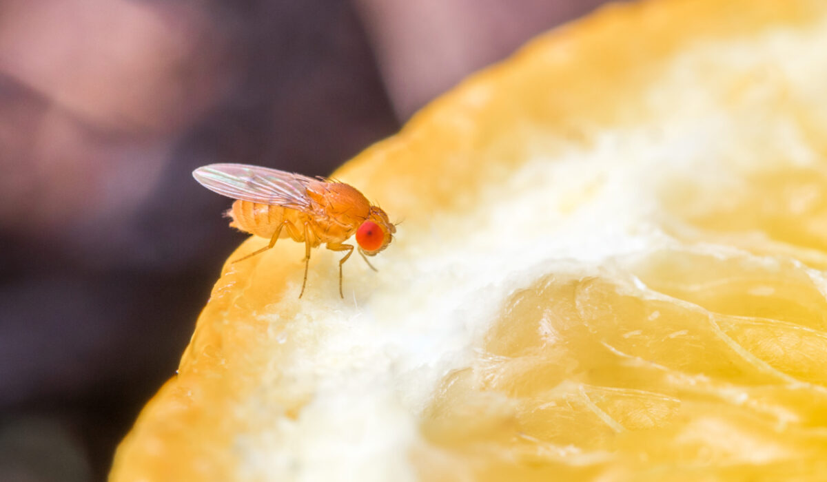 Eine Nahaufnahme von Drosophila auf einer Orangenscheibe