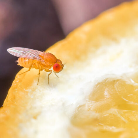Eine Nahaufnahme von Drosophila auf einer Orangenscheibe