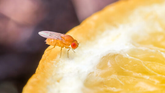 Eine Nahaufnahme von Drosophila auf einer Orangenscheibe
