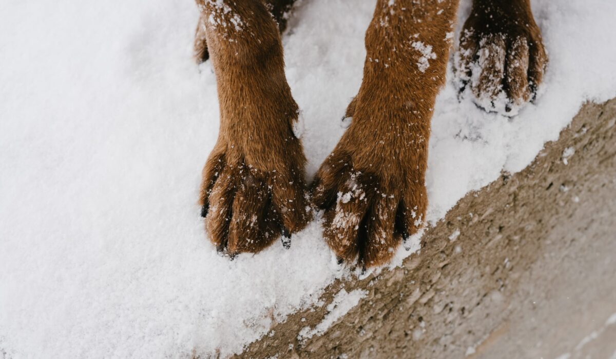 Hundepfoten im Schnee