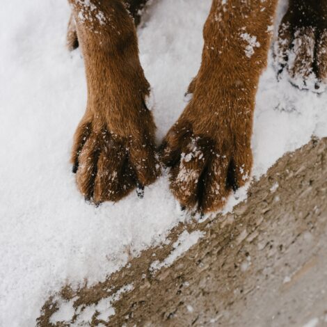 Hundepfoten im Schnee
