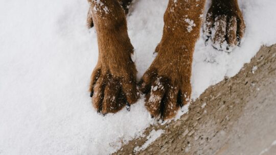 Hundepfoten im Schnee