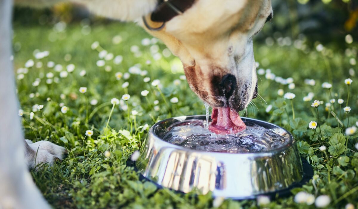 Hunde trinkt frisches Wasser aus einem Napf im Garten mir Gänseblümchen