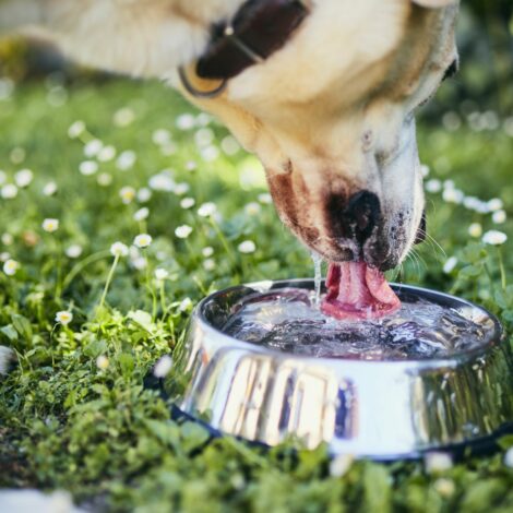 Hunde trinkt frisches Wasser aus einem Napf im Garten mir Gänseblümchen