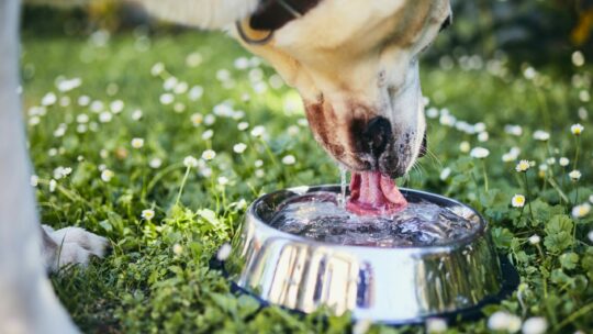 Hunde trinkt frisches Wasser aus einem Napf im Garten mir Gänseblümchen