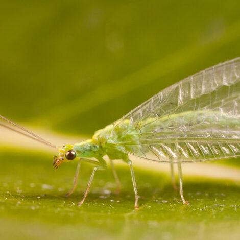 Florfliege: Ein Nützlicher Helfer gegen Blattläuse.