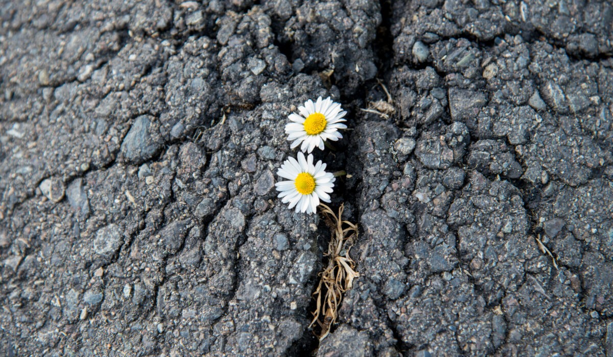 Blühende Gänseblümchen brechen durch Asphaltdecke durch