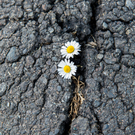 Blühende Gänseblümchen brechen durch Asphaltdecke durch