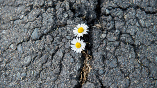 Blühende Gänseblümchen brechen durch Asphaltdecke durch